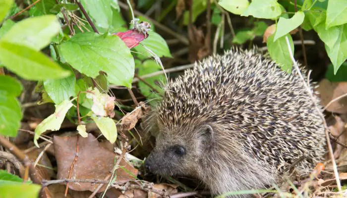 Why Do Hedgehogs Bite