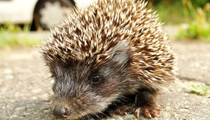 Why Do Hedgehogs Come Out In Daylight