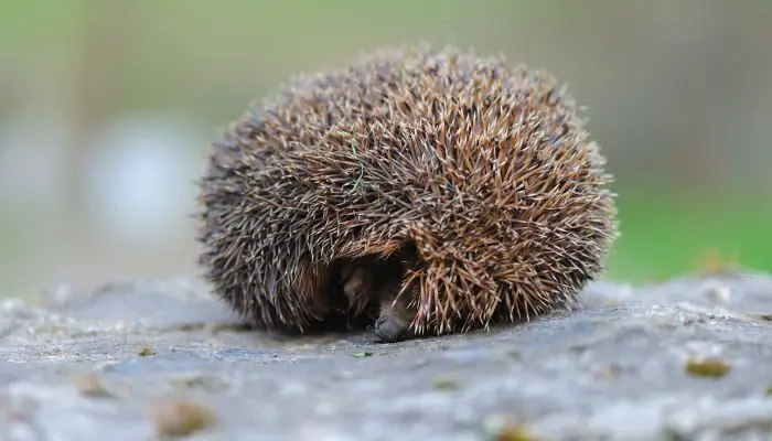Why Do Hedgehogs Curl Into a Ball