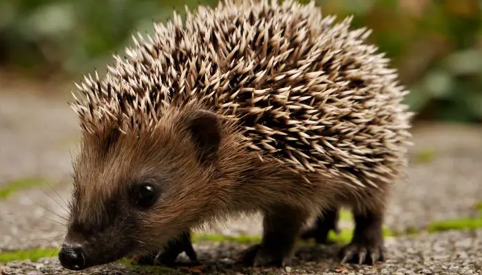 Why Do Hedgehogs Huff