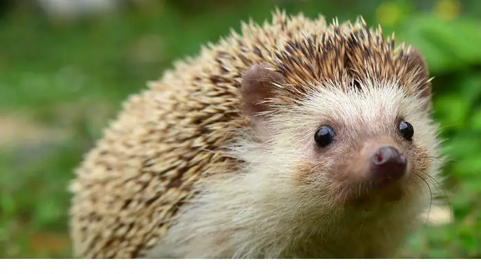 Why Do Hedgehogs Snort