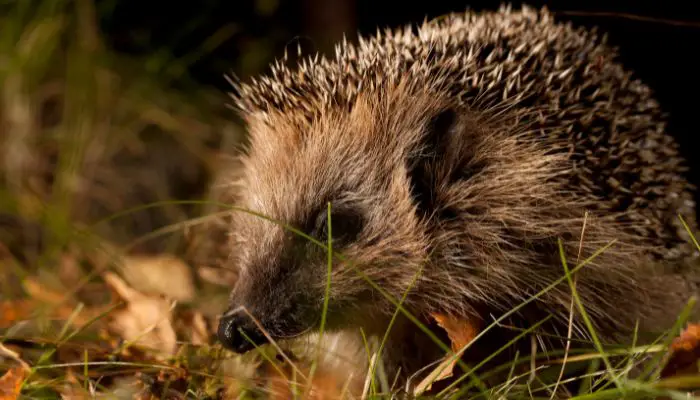 Why Hedgehogs Make Bad Pets