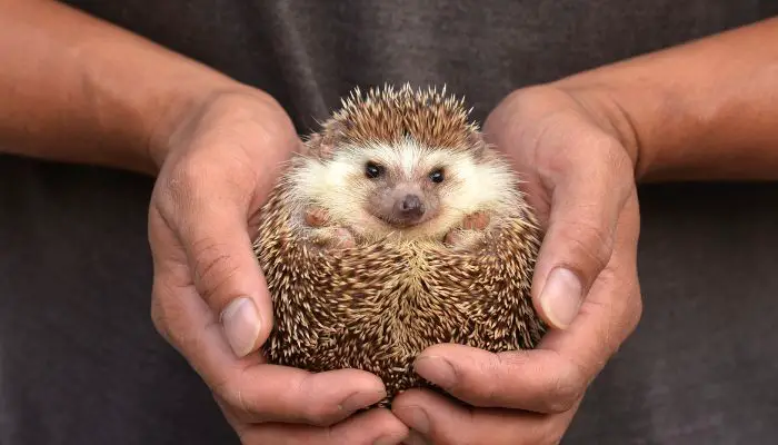 Why Hedgehogs Make Great Pets