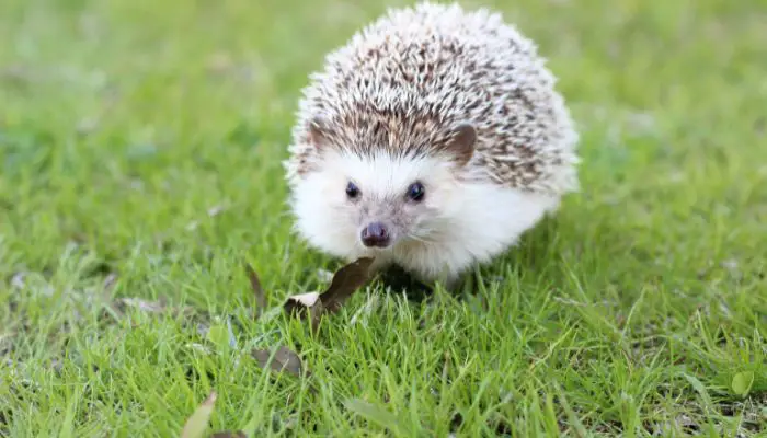 Why do hedgehogs make grunting noises