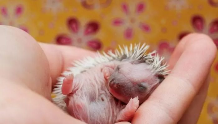 hedgehog eat their babies