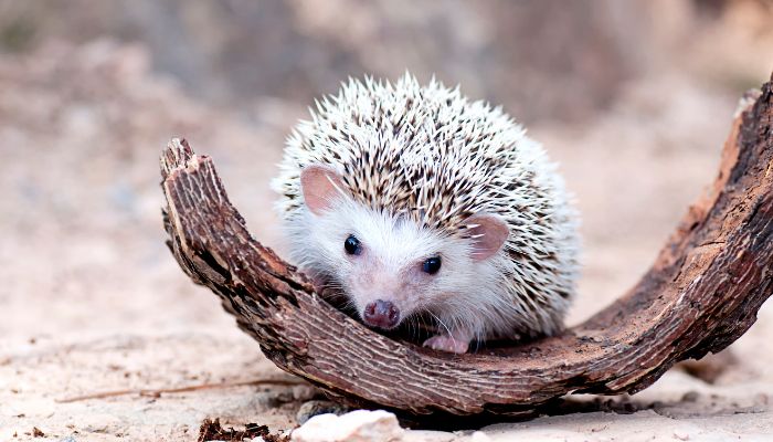 why do hedgehogs have spikes