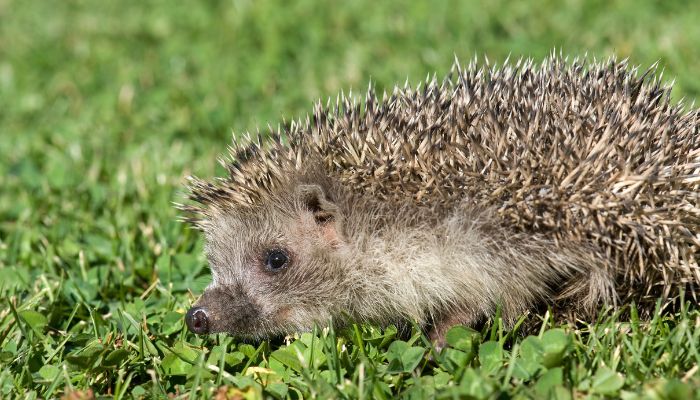 Why Do Hedgehogs Stop Visiting