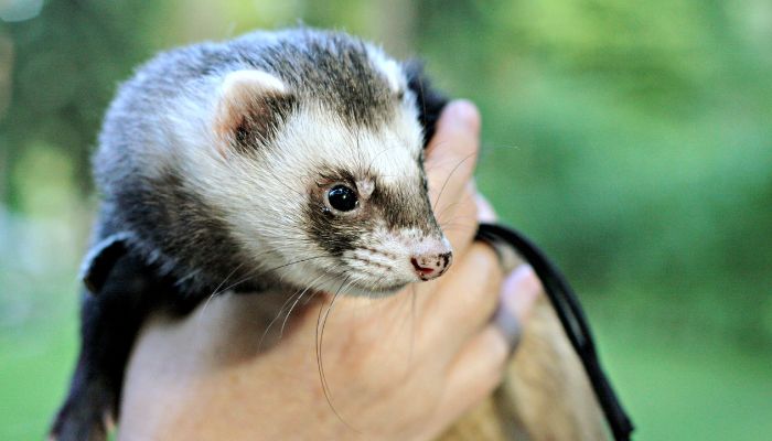 How much does a baby ferret cost