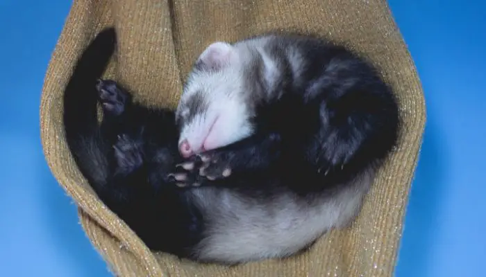 How much does it cost to buy a ferret