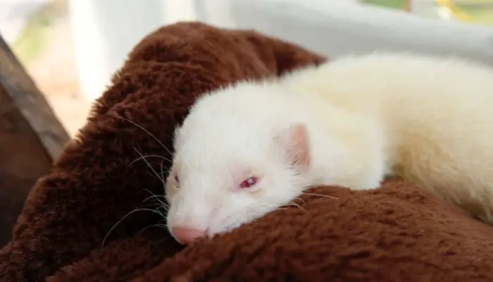 What diseases do ferrets get and what is the treatment