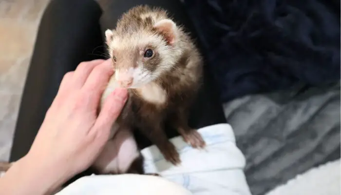 how to tell if your ferret loves you