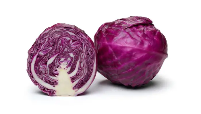 Can Rabbits Eat Purple Cabbage