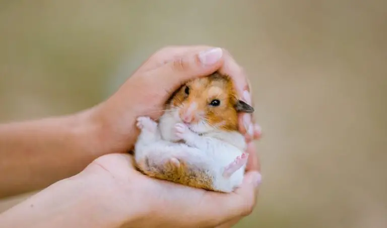 What Are 3 Cool Facts About Hamsters