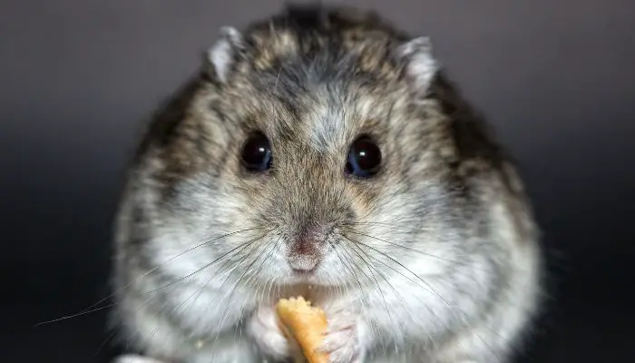 How old is the oldest recorded hamster
