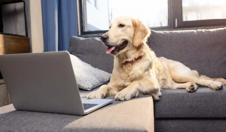 can golden retrievers live in apartments