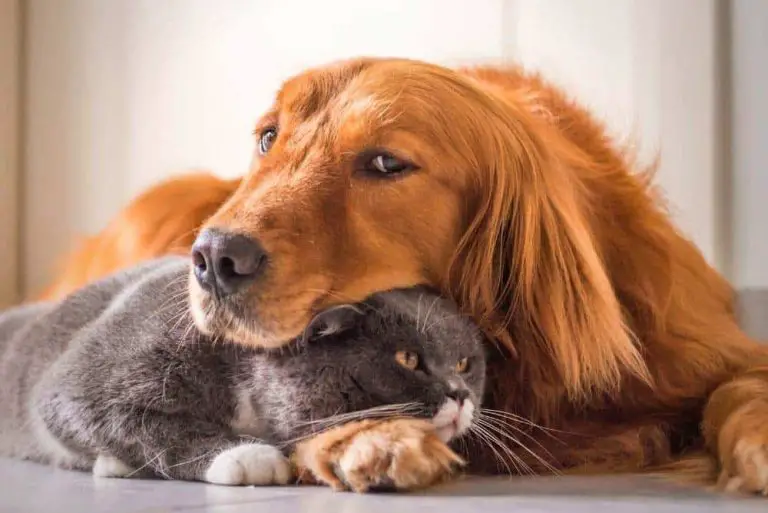 golden retrievers friendly with cats