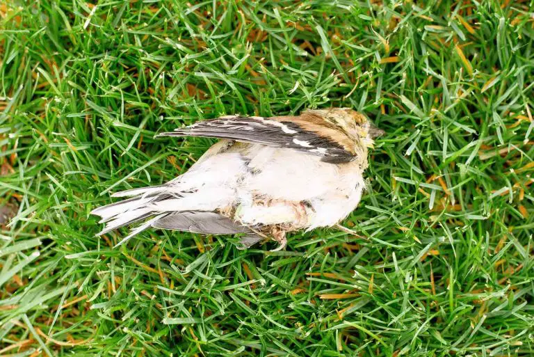 died bird body