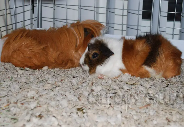 Bedding Guinea Pigs