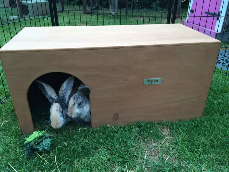 rabbit hideouts
