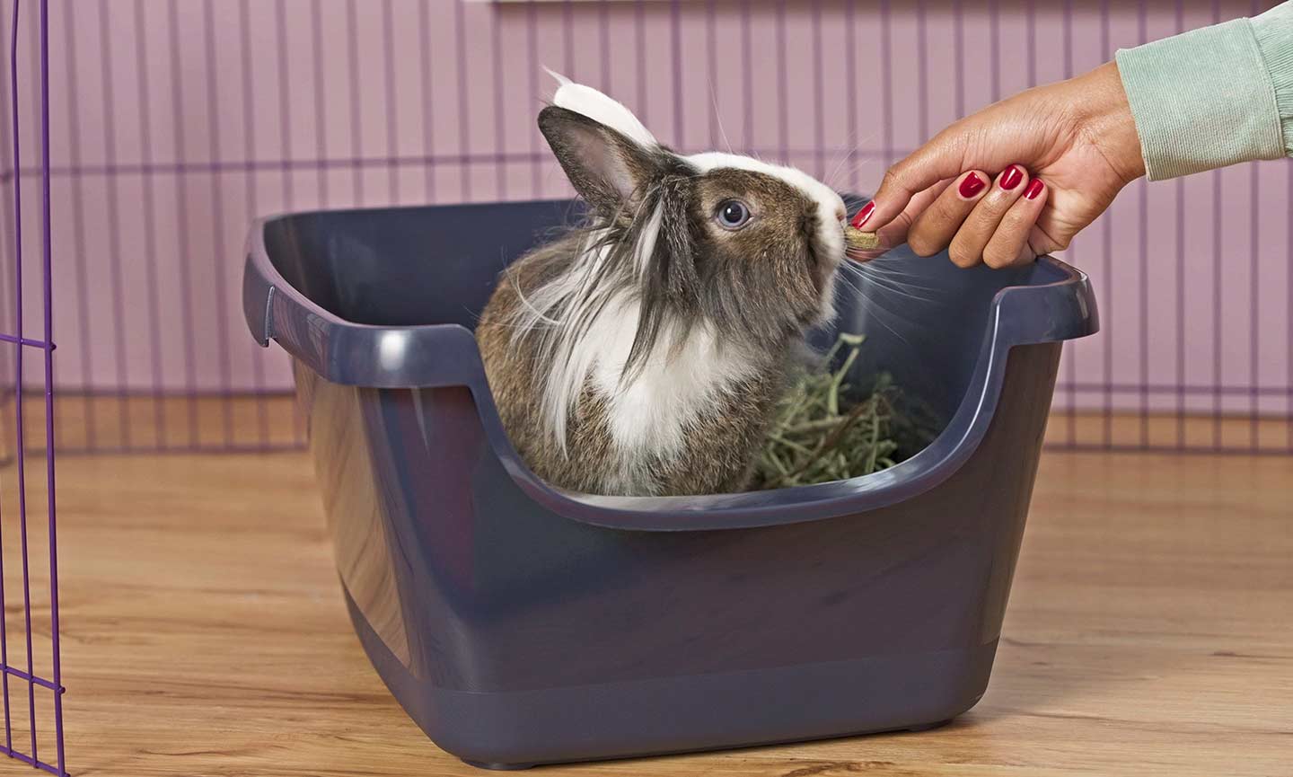 Litter Box For Rabbit Review And Setup Guide