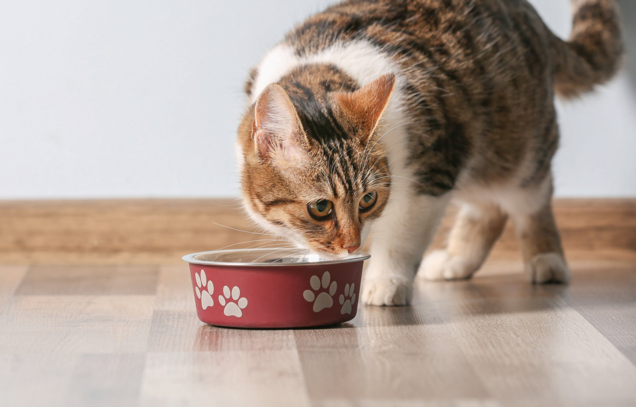 Royal Canin Vs Purina Pro Plan Cat Food Choose The Best