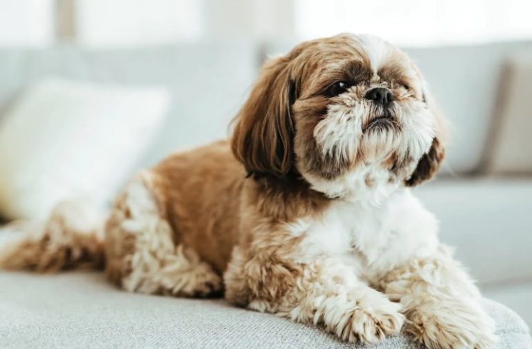 shih tzu hypoallergenic