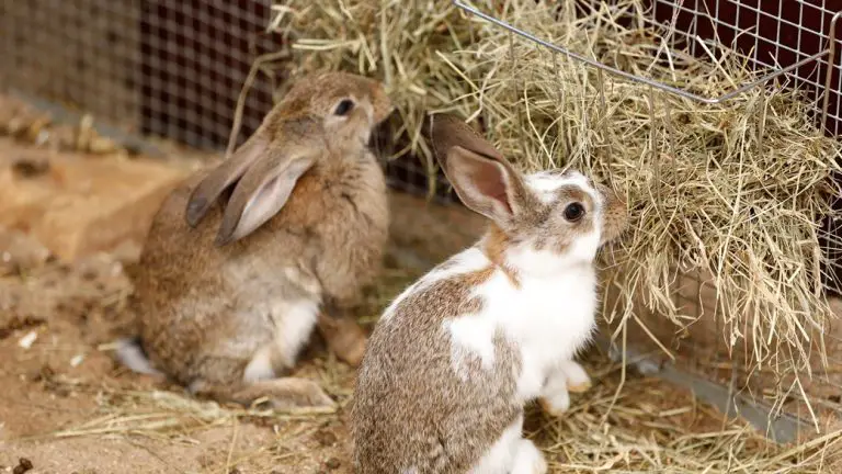 Types of Rabbit Hay