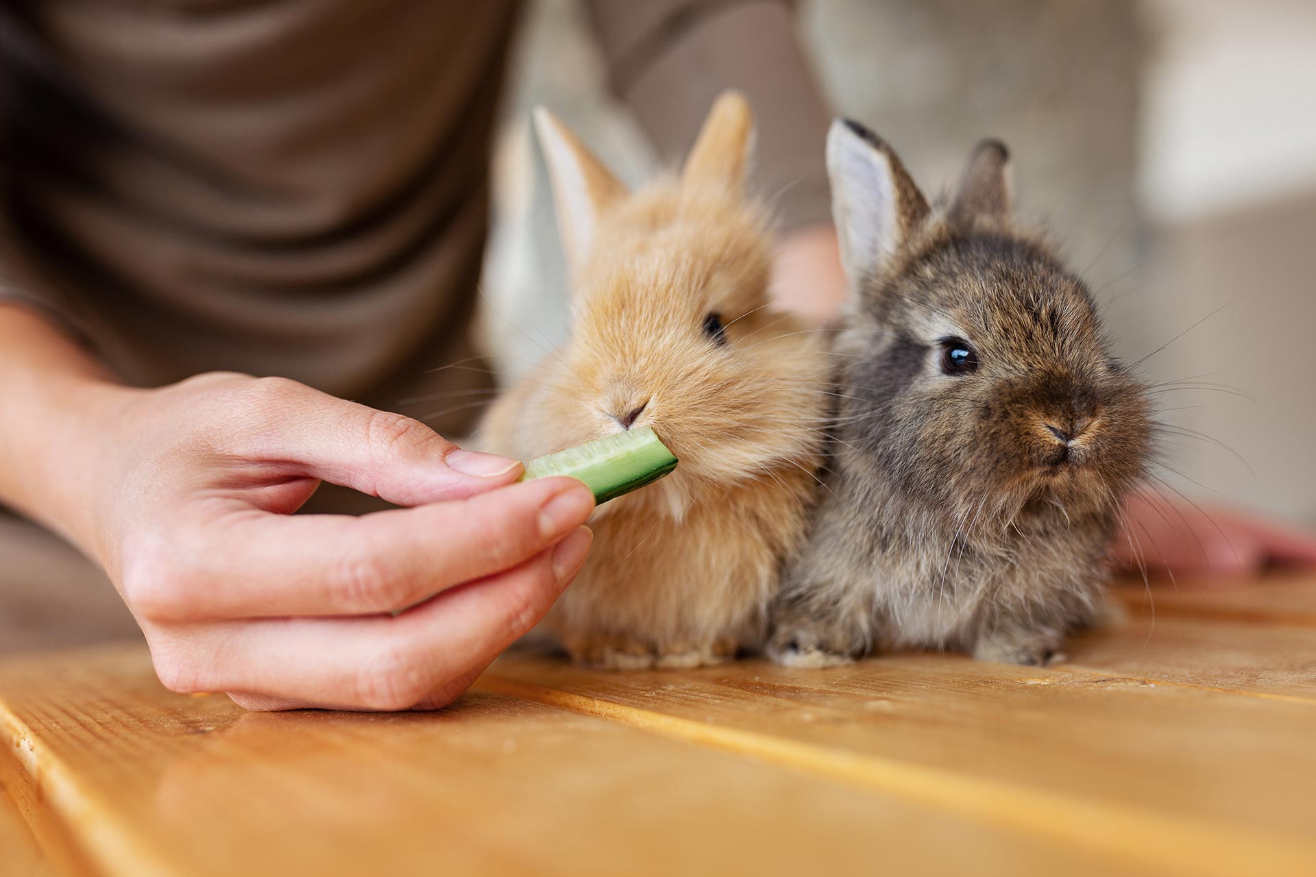 What Is Rabbit's Favorite Food? A Guide To Healthy Rabbit Diet