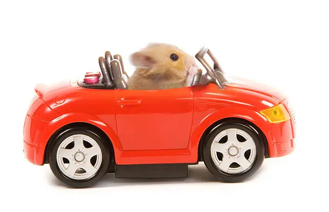 Where to Find Affordable and High-Quality Hamster Toys