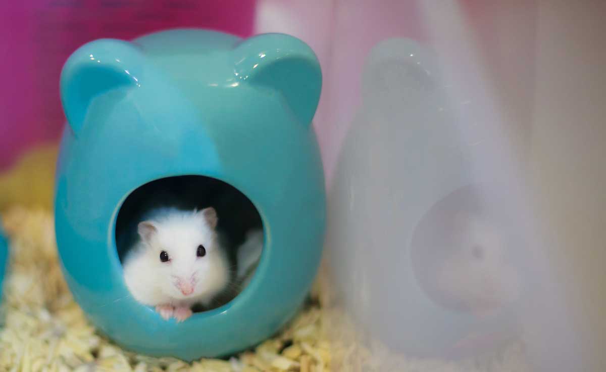 Which Litter Box Should Use For Hamster?