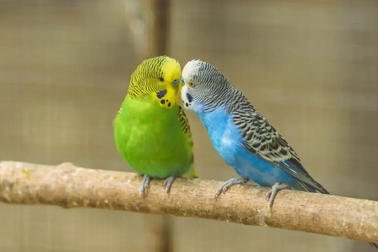 Are Budgies and Parakeets the Same Thing