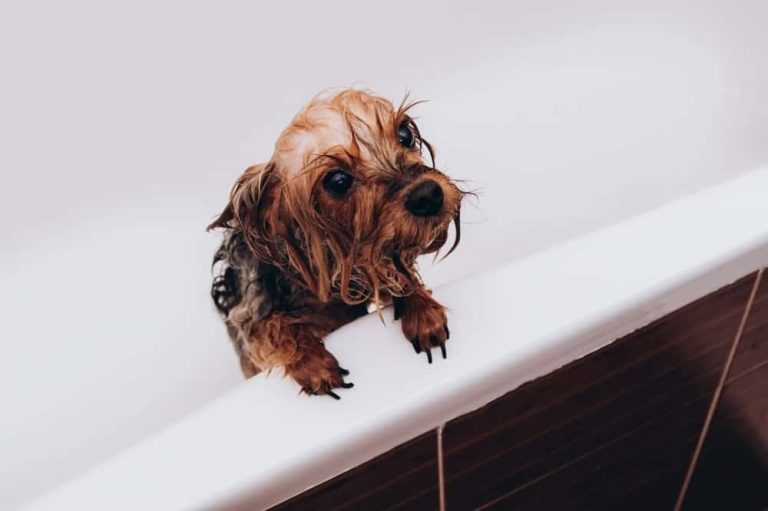 bath a yorkie
