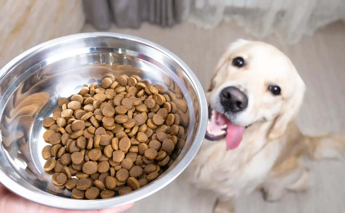 Best Dog Food For Golden Retriever Guide And Pick