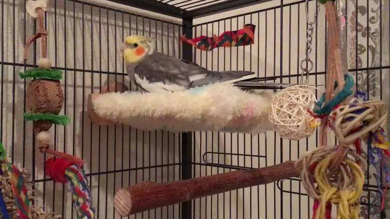 parrot bed