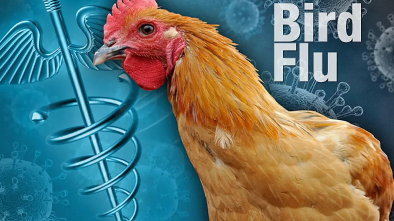 Can Bird Flu Affect Dogs? Exploring The Possibility