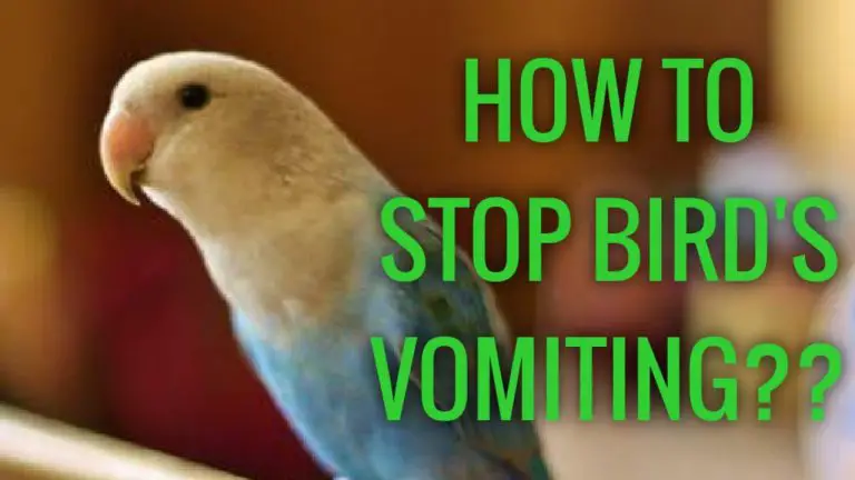 parrot vomiting