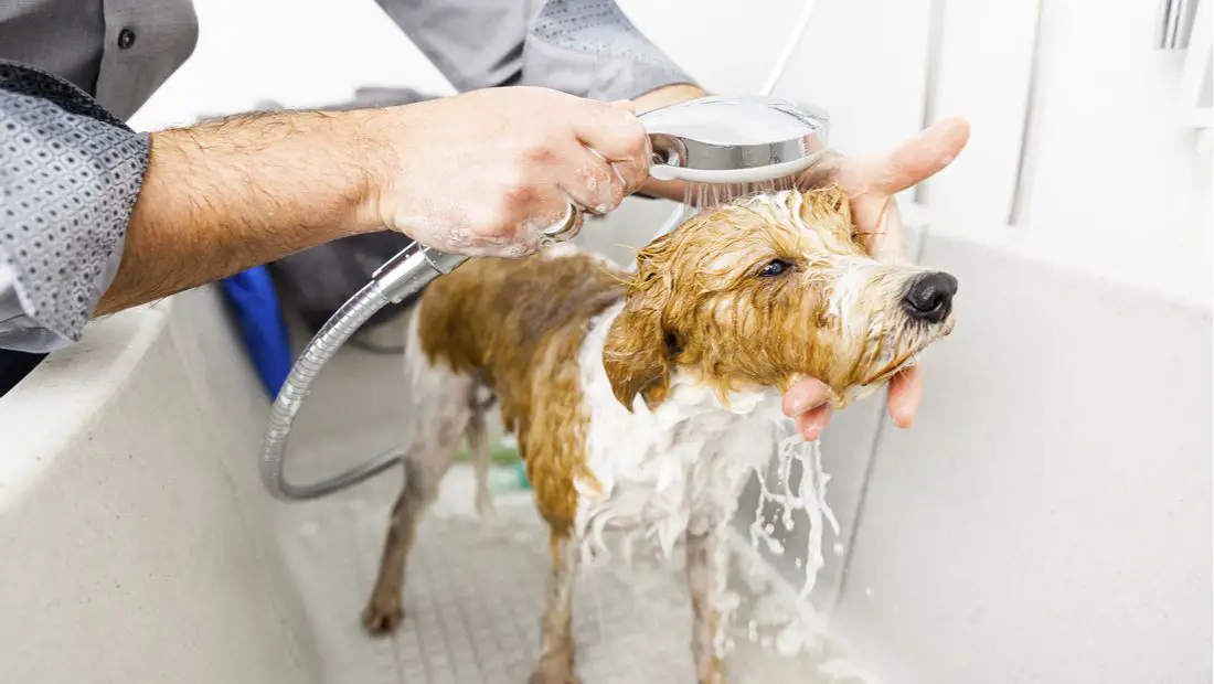 How To Clean Your Dog Without A Bath A Comprehensive Guide