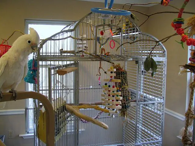 cockatoo cage size