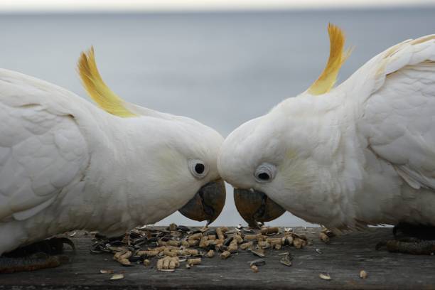 cockatoo food