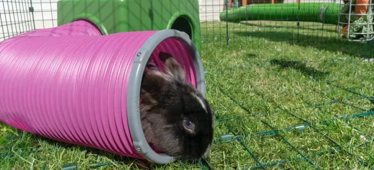what to put in a Rabbit Playpen