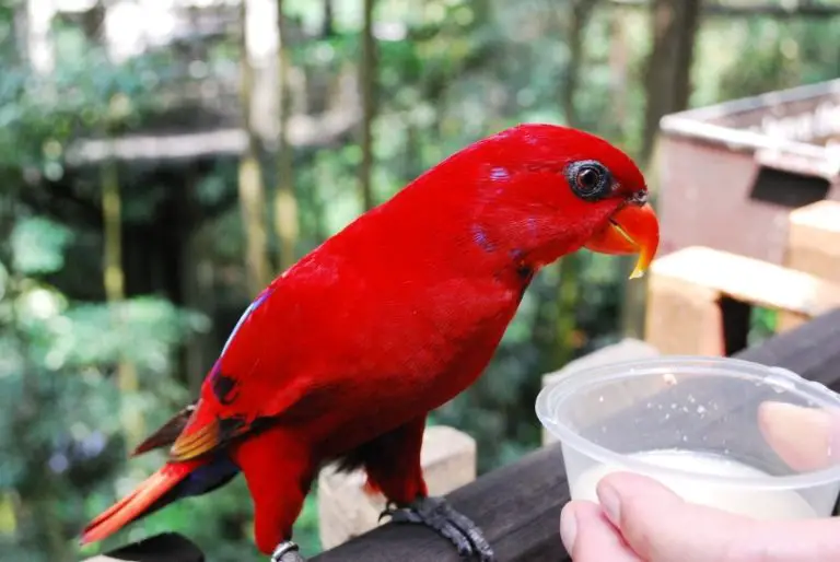 parrot drink milk