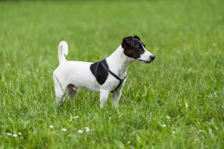 Small Short Haired Dog Breeds The Perfect Fit For Any Home
