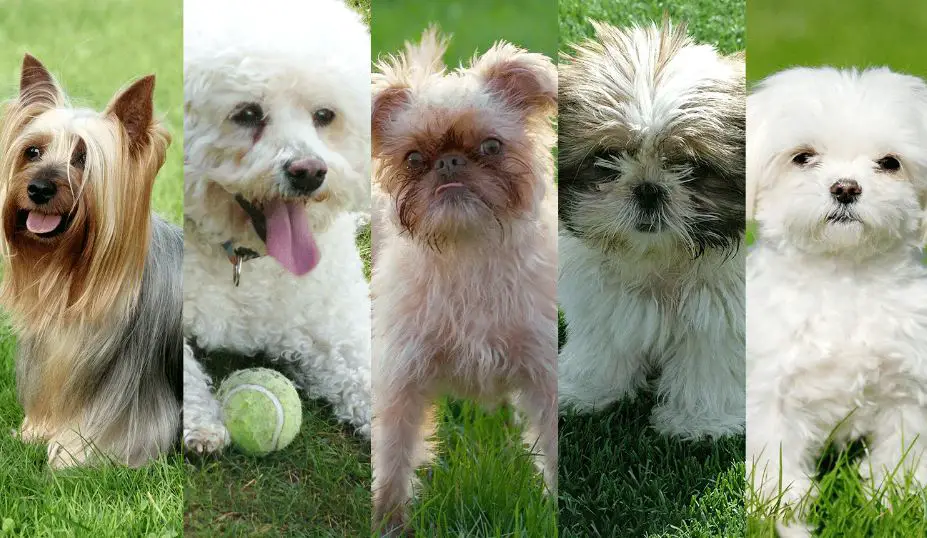 Small Hypoallergenic Dog Breeds: The Top 15 Breeds For Allergy Sufferers