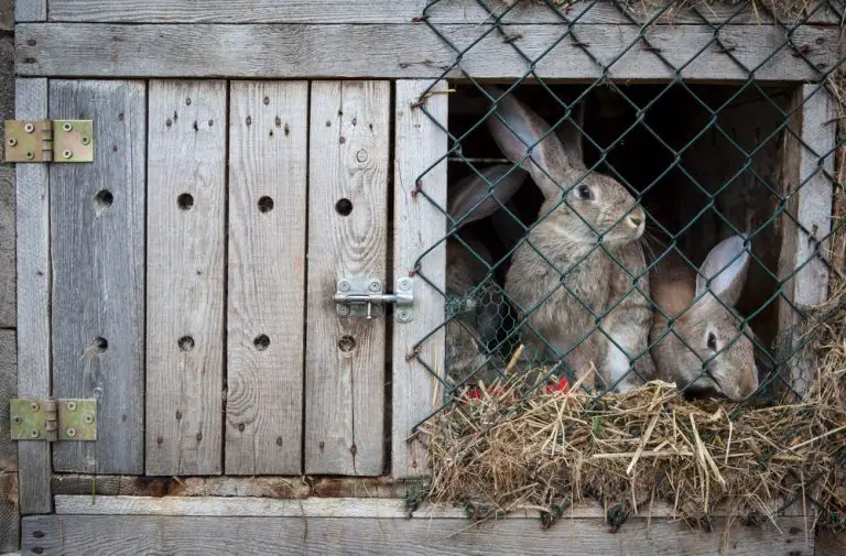 Considerations In Choosing A Rabbit Hutch