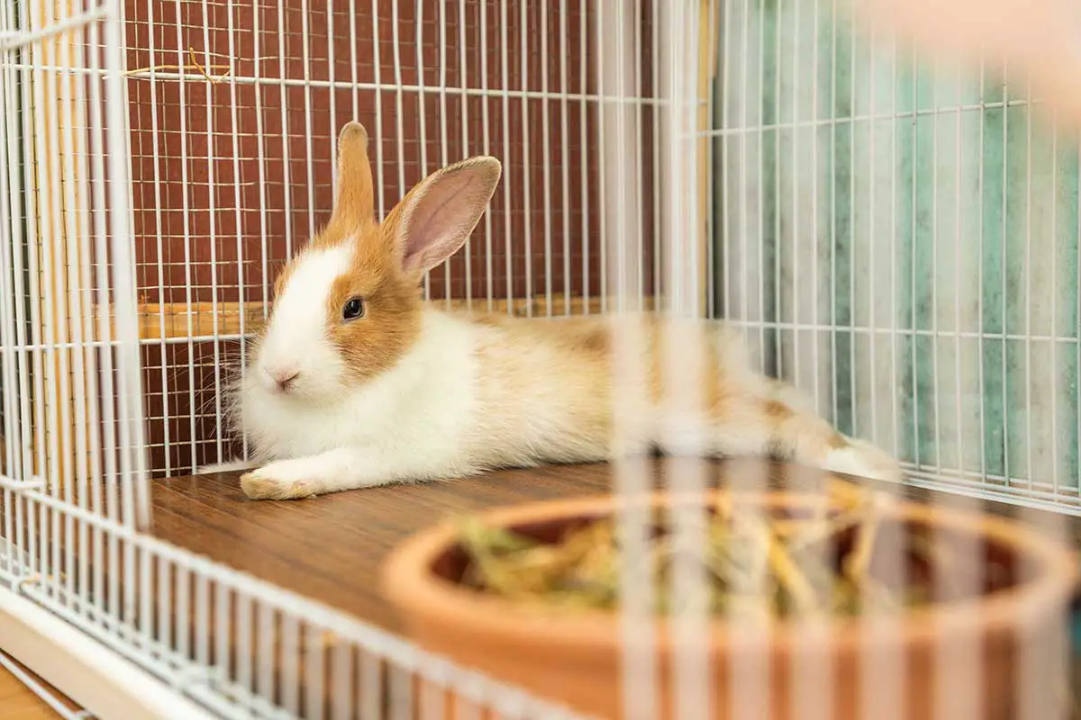 Best Flooring Options For A Rabbit Habitat