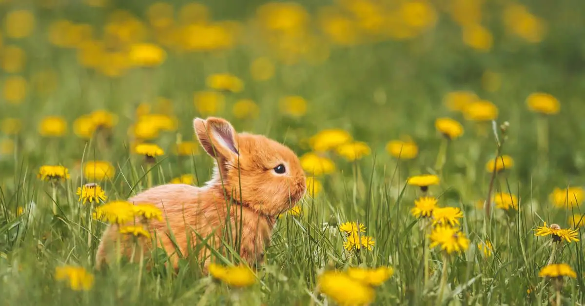 What Is The Ideal Temperature Range For A Rabbit Habitat?