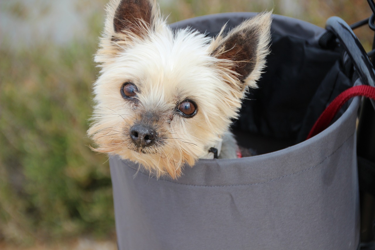 What Toys Are Good For Yorkies? Reviews And Top Picks