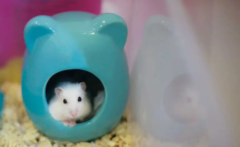 litter box use for hamster