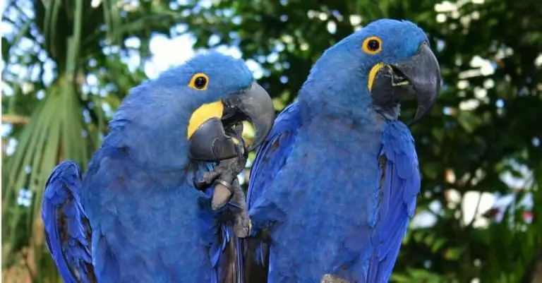 Why Are Macaws So Expensive?