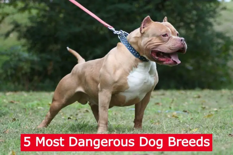 5 Most Dangerous Dog Breeds (Be Safe From Them)